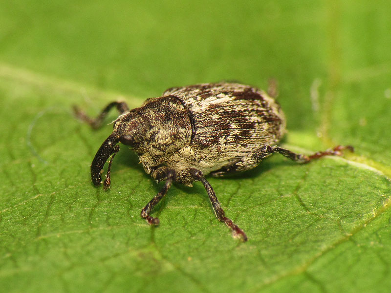 Curculionidae: Datonychus cfr. maurus